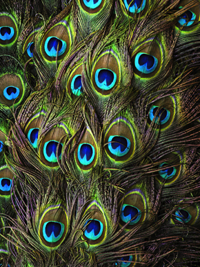 Tail peacock feathers (Pavo cristatus)