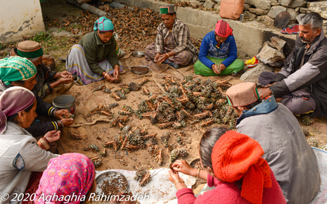 People extracting pine cone seeds